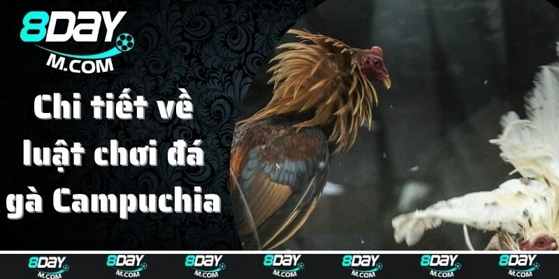 Chi tiết về luật chơi đá gà ở Campuchia