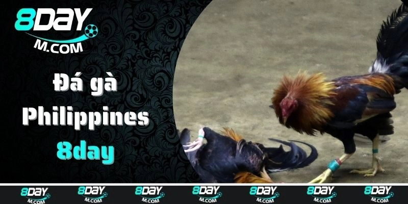Đá gà Philippines là gì?