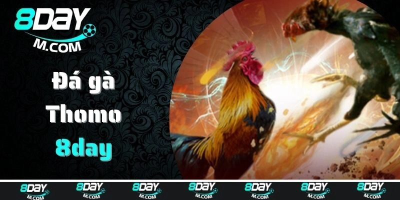 Đá gà Thomo là gì?