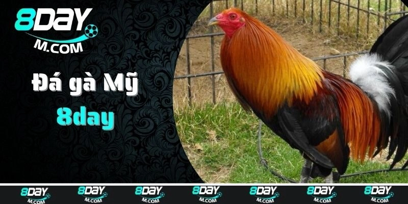 Đôi nét về đá gà Mỹ