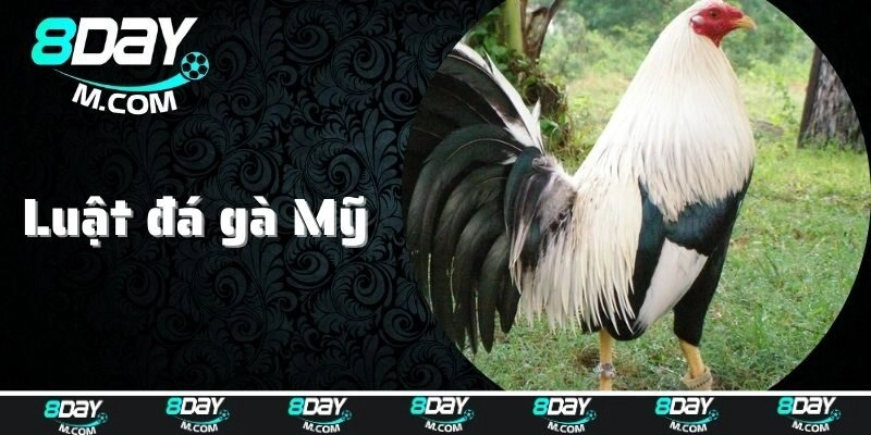 Luật đá gà Mỹ 