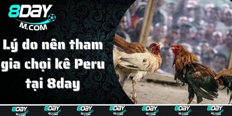 Lý do nên tham gia chọi kê Peru tại 8day