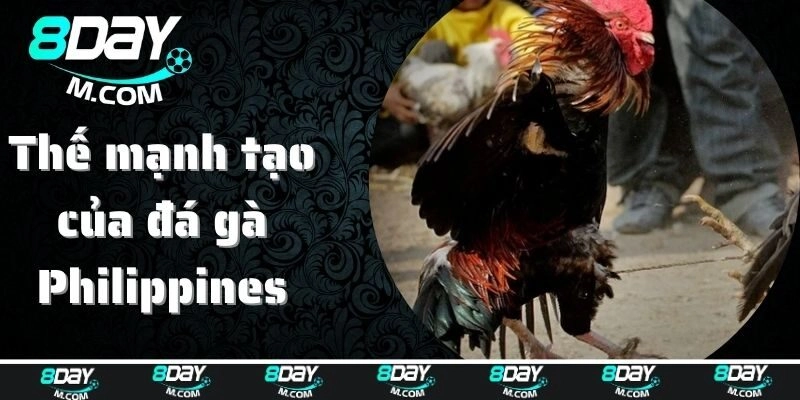 Những thế mạnh tạo nên tên tuổi của đá gà Philippines