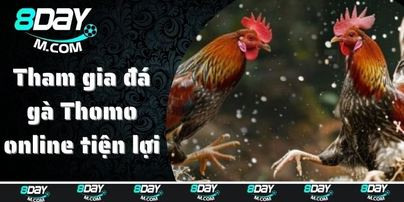 Tham gia đá gà Thomo online tiện lợi thưởng lớn
