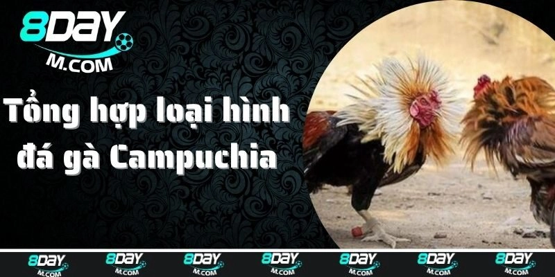 Bật mí kinh nghiệm cá cược đá gà Campuchia luôn thắng