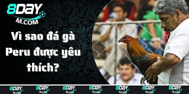 Vì sao đá gà Peru được yêu thích?